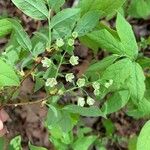 Vaccinium stamineum Leaf