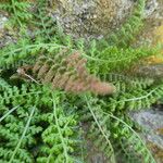 Asplenium fontanum Lubje