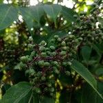 Aralia elata Fruit