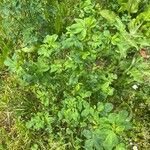 Trigonella foenum-graecum Blatt