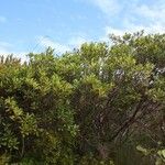 Elaeocarpus alaternoides Elinympäristö