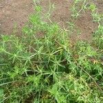 Eryngium foetidum Leaf