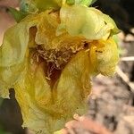 Opuntia humifusa Floare