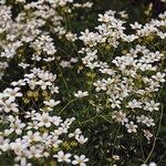 Saxifraga trifurcata Blüte