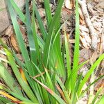 Iris douglasiana Plante entière