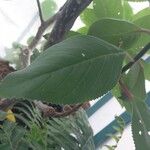 Paliavana tenuiflora Hostoa
