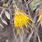 Chuquiraga parviflora Flower