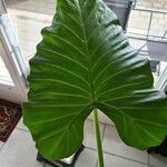 Alocasia macrorrhizos برگ