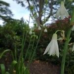 Ornithogalum candicans Flor