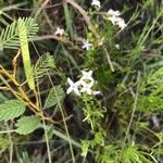 Stenaria nigricans Flower