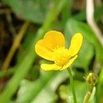 Ranunculus multifidus Flower