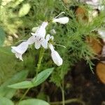 Penstemon digitalisFlor