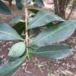 Warburgia ugandensis Hedelmä