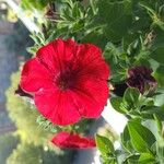 Petunia x atkinsiana Λουλούδι