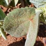 Abutilon hirtum Leaf