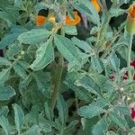 Tagetes tenuifolia Листок