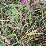 Centaurea nigra Habit