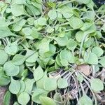 Claytonia rubra Blatt