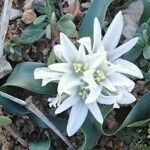 Ornithogalum lanceolatum Цветок