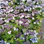 Hydrangea macrophyllaКвітка