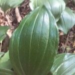 Polygonatum latifolium 葉
