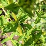 Hypericum tetrapterum Bark