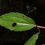 Heterocondylus vitalbae Hoja