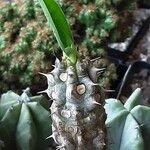 Euphorbia hislopii Feuille