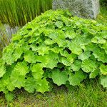 Alchemilla xanthochlora Агульны выгляд