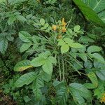 Senna hirsuta অভ্যাস