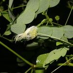 Zapoteca formosa Fruto