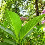 Hydrangea serrata Ліст