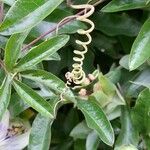 Passiflora caerulea Övriga
