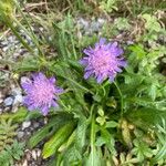 Knautia arvernensis Frunză