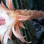 Cleistocactus spp. Çiçek