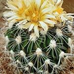 Stenocactus vaupelianus Агульны выгляд