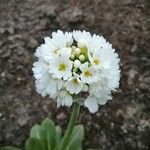 Primula farinosaLorea