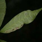 Trymatococcus oligandrus 葉