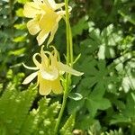 Aquilegia aurea Flower