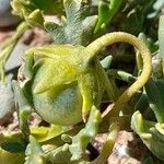 Solanum sinuatirecurvum Fruit