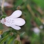 Rhinacanthus nasutus Цвят