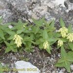 Paederota lutea অভ্যাস