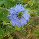 Nigella sativa Blomst