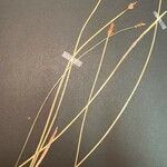 Eleocharis multicaulis Hoja