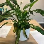 Spathiphyllum floribundum 葉