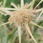 Centaurea calcitrapa Fruit