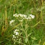 Stevia ovata Plante entière