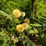 Acacia angustissima 花