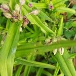 Tradescantia × andersoniana Leaf