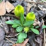 Polygala lutea Hoja